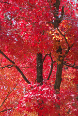 A strolling Japanese garden ～ Yellow and red maple trees at the peak of their autumn foliage (backlit, telephoto zoom shot) / 紅葉のピークを迎えた黄色と赤色のモミジの木々(逆光下での透かし，回遊式の日本庭園から望遠ズーム撮影)