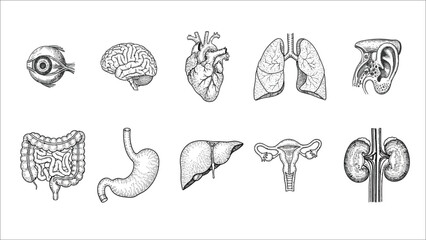 Human body organs engraved illustrations set