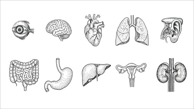 Human body organs engraved illustrations set