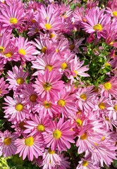 pink chrysanthemum flowers