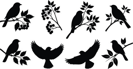 bird, silhouette, branch, leaf, flying, perched, black, white, nature, wildlife, vector, design, isolated, shape, animal, foliage, berry, wing, flight, profile
