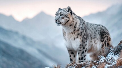 Majestic snow leopard in its natural habitat, high in the mountains