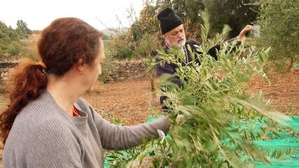 Farmers manually harvesting olives from a young tree