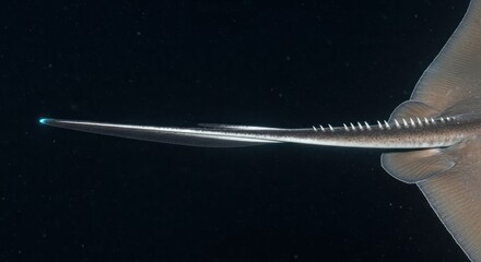 Serene underwater view featuring the distinctive saw of a sawfish in deep ocean waters