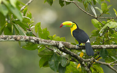 Fischertukan oder Regenbogentukan (Ramphastos sulfuratus) im Regenwald von Costa Rica © SBOR Naturfotografie