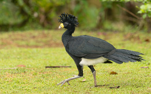 Tuberkelhokko (Crax rubra) , great curassow