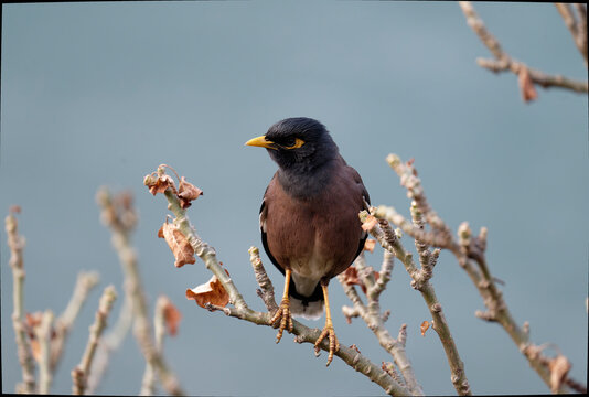 Common Myna Perched on Tree Branch