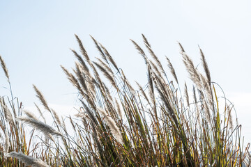 Tall grasses with seed heads are gently swaying under a clear sky, showcasing natural outdoor scenery.