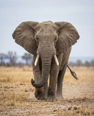 Fototapeta premium Large African elephant walking forward towards the camera in the dry savanna wilderness with ears spread