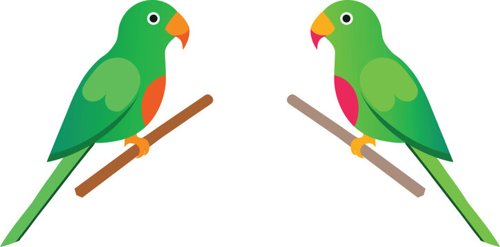 two parrots on white background