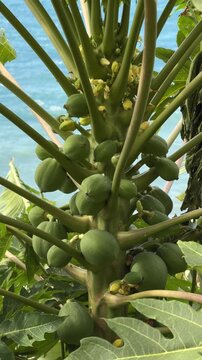 Papaya tree (Carica papaya) with vibrant green unripe papaya fruit growing in Arco da Calheta, Madeira.
