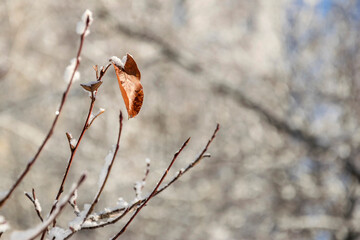 Branches with leaves, dusted with snow