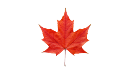 Single Red Maple Leaf with Prominent Vein Structure Isolated on a Black Background