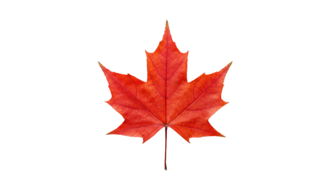 Single Red Maple Leaf with Prominent Vein Structure Isolated on a Black Background