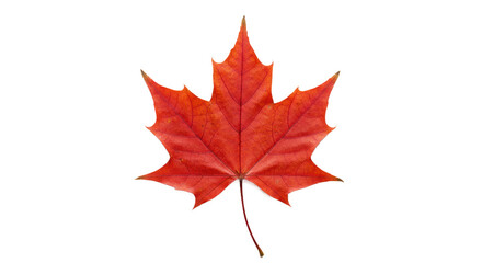 Red Maple Leaf Isolated on Black Background - Vibrant Autumn Foliage and Fall Color