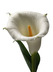 Elegant White Calla Lily with Water Droplets. Generative Ai