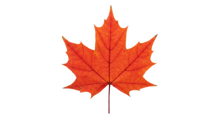 Red Maple Leaf Isolated on Black Background - Vibrant Autumn Foliage and Fall Color