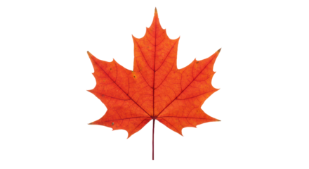 Red Maple Leaf Isolated on Black Background - Vibrant Autumn Foliage and Fall Color