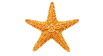 Vibrant Orange Starfish with Detailed Bumpy Texture Isolated on Black Background