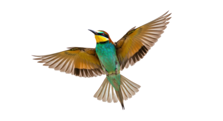 European Bee-eater Bird in Dynamic Flight with Vibrant Plumage Isolated on Black Background