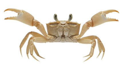 Detailed Studio Shot of a Pale Ghost Crab (Ocypode) with Spread Claws and Stalked Eyes Isolated on Black