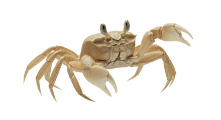 Cream-Colored Crab Isolated on Black Background with Detailed Shell and Claws