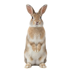 Obraz premium A cute bunny rabbit standing upright on a black background looking directly at the viewer