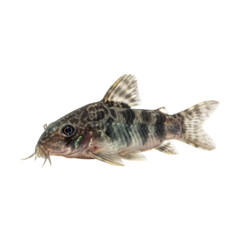 Fototapeta premium A detailed profile shot of a spotted Corydoras catfish against a stark black background
