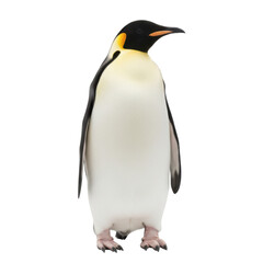 A majestic emperor penguin stands proudly against a stark black background, highlighting its