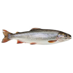 Fototapeta premium A Realistic Studio Shot of a Fresh Arctic Char Fish Isolated on a Black Background