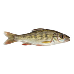 A Single Freshwater Fish Isolated on a Stark Black Background Showing Detailed Scales and Fins