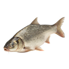 Obraz premium A single freshwater fish with scales and fins isolated on a stark black background