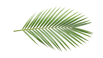 Fototapeta premium Vibrant green palm frond radiating from a central stem against a crisp white background, evoking tropical serenity and botanical elegance