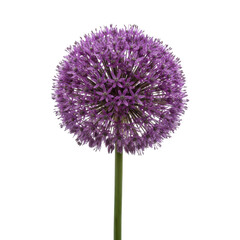 A solitary purple allium flower stands tall against a stark black background