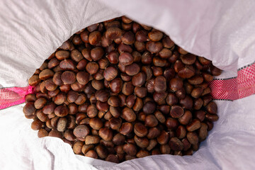 Fresh Chestnuts and Spiky Husks in Autumn Harvest