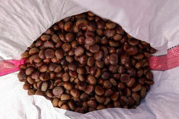 Fresh Chestnuts and Spiky Husks in Autumn Harvest