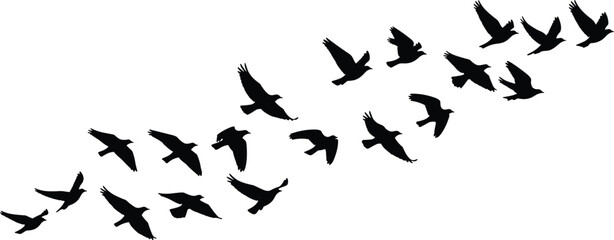 Black Silhouette Vector of a Flock of Birds Flying in V-Formation or Migratory Pattern, Symbolizing Freedom, Journey, Teamwork, Nature, and Movement on White.