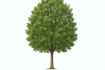 Majestic Isolated Tree with Vibrant Green Foliage on White Background, Ideal for Architectural Visualization and Landscaping Projects