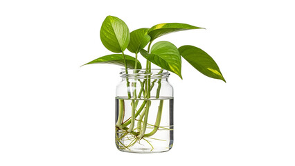 Golden Pothos cuttings with roots in a glass jar, isolated against a white background to highlight their propagation process and vibrant leaves