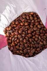 Fresh Chestnuts and Spiky Husks in Autumn Harvest