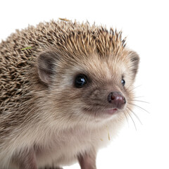 Obraz premium Adorable close-up portrait of a small hedgehog with sharp quills against a black background