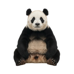Adorable Giant Panda Sitting Frontal View Isolated on Black Background Cute Animal Portrait
