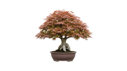 Japanese Maple Bonsai: A Serene Symphony of Autumnal Hues and Artistic Cultivation perfectly captured  showcasing the elegance