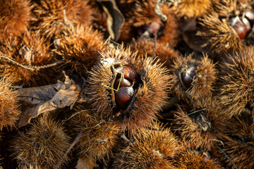 Fresh Chestnuts and Spiky Husks in Autumn Harvest