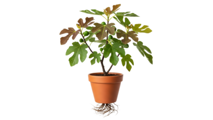 Young fig tree sapling cultivated in terracotta pot, showcasing aerial roots and potential for growth against a pristine white backdrop