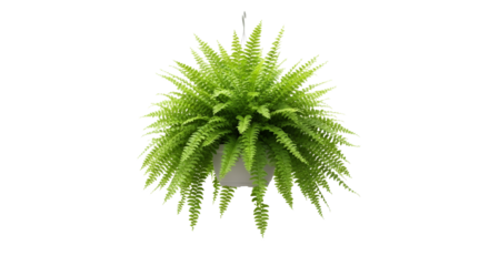 Elegant fern plant cascading in a hanging pot, displayed against a seamless white background. Serene greenery perfect for bringing nature indoors
