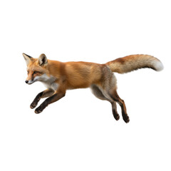 Obraz premium Agile red fox captured mid-leap in dynamic motion on a stark black background