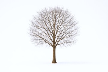 Obraz premium Bare Tree Against White Background Displaying Winter Season, Seasonal Change, Tranquility, and Stark Beauty