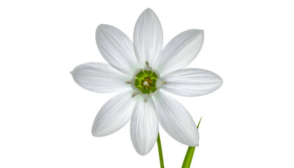 Digitally enhanced, pristine white flower with seven petals against a black background