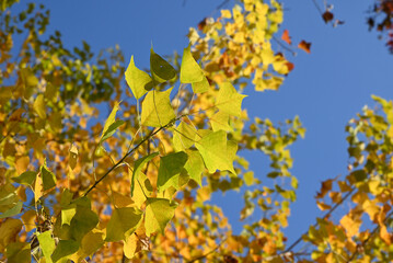 yellow Chinese tallow leaves against blue sky in sunny autumn day